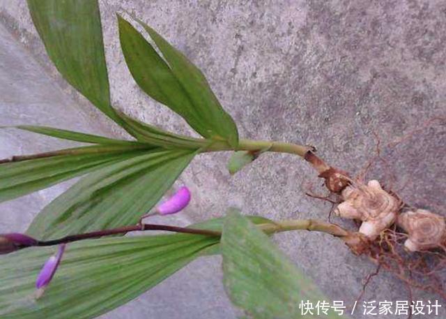  【白芨】人称“白芨”，从远处看像杂草，根茎肥大、价值高，如今珍贵！