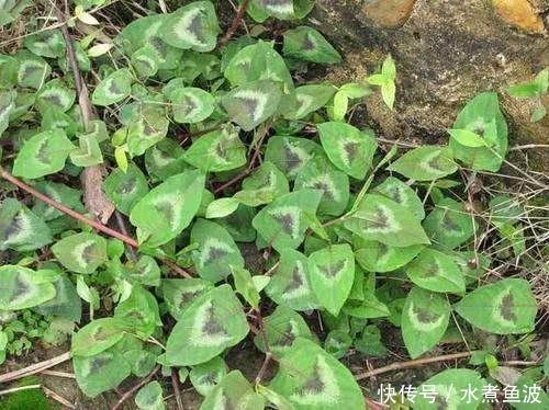  稀罕@果实像“炭渣”，吃了满嘴黑，儿时拿它当糖吃，老农却更稀