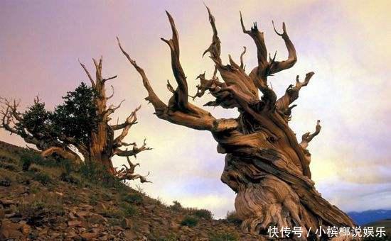 世界寿命最长十棵树：四棵在中国，近3000年历史，土豪也买不起