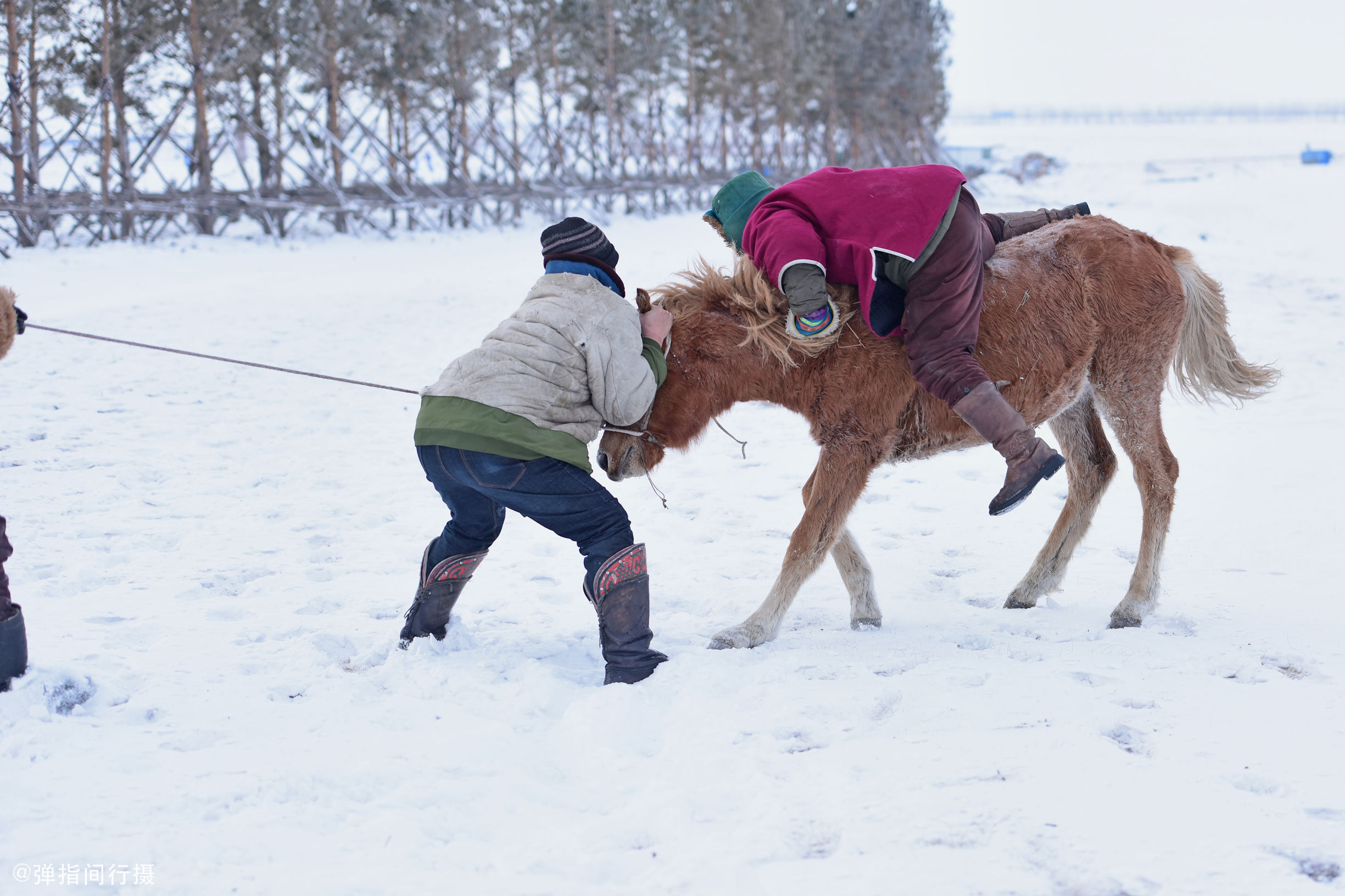 每匹蒙古马市场价超万元,草原牧民都是隐性富