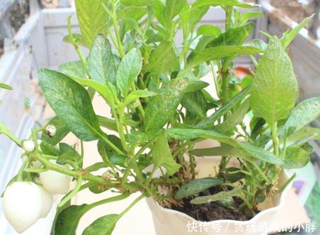 果实:阳台种植蔬菜首选白蛋茄,好看又美味,邻居见了表示羡慕!