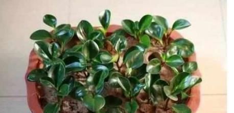  「一大」再也不用花钱买花了，6种只需要叶子就能繁殖一大盆的植物！