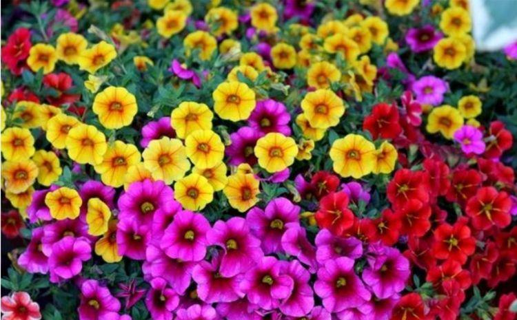 「妖娆」喜欢在家中养护花卉,5种花卉漂亮妖娆,开花量繁多,花色艳,美
