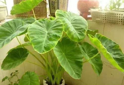  「芋头」一种盆栽叶似荷叶，形似滴水观音，既观赏又能食用，可谓两全其美
