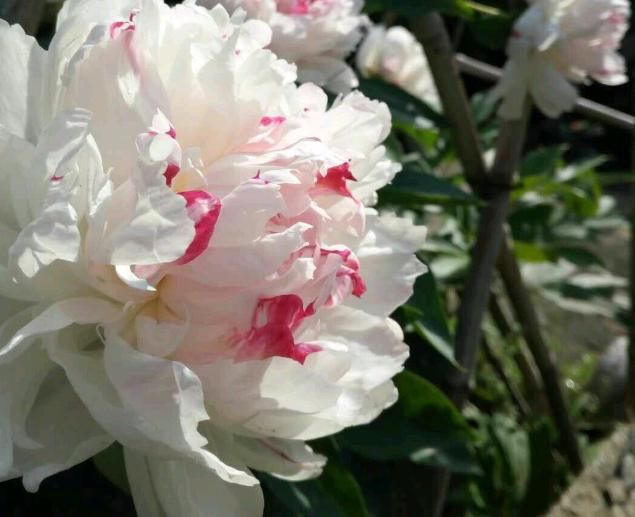  五月花：中国名花，五月花神，一开就惊艳全场