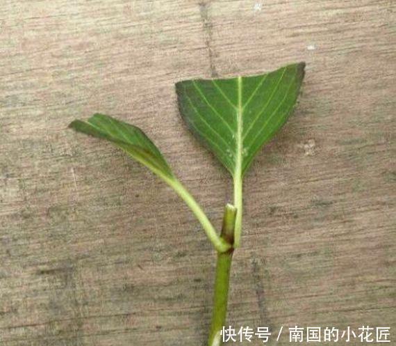 『三角梅』这3种花太贵，别再买了，剪几个枝就能扦插几十盆