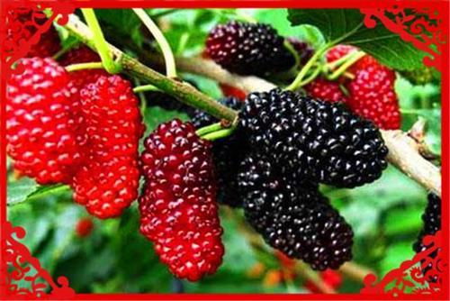  【葡萄】目前农村，一亩地收入过万的种植业有哪些？这几个方面