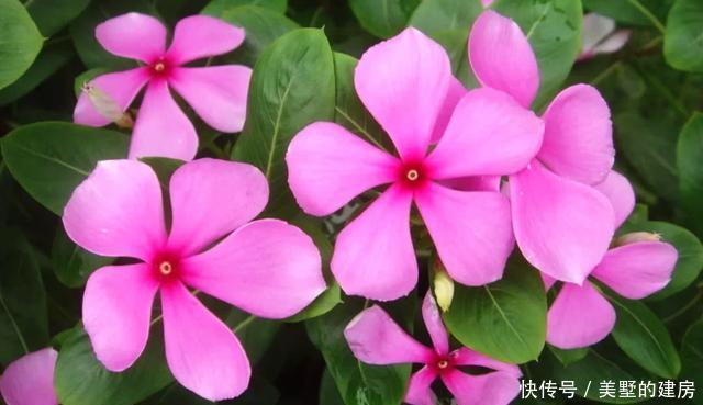  『能爆盆』喜欢养花就养盆寓意好的，养护简单开花容易，花色艳丽能爆盆