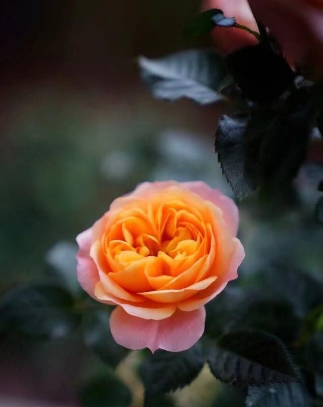  『花开』散文：此花无日不春风