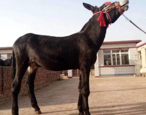  农村@一头驴值上万块钱，效益比猪还好，为何农村没人“养驴致富