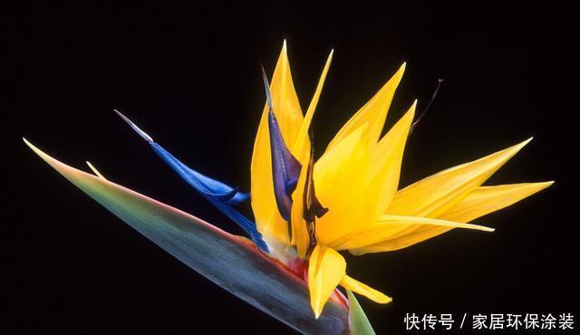  『花形』养花就养此3种，好养易活花量大，花形奇特非常生动，漂亮极了