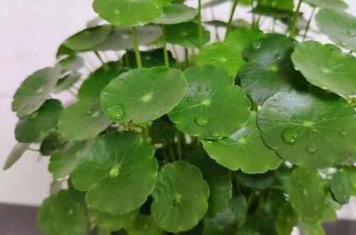  「铜钱」养铜钱草，教你“高效爆盆”法，全部“剪光光”，30天撑爆花盆
