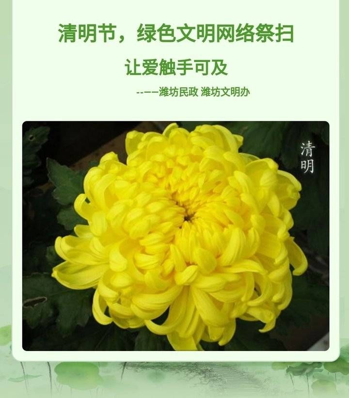  #网上#潍坊网络祭扫成主流 已有247207人次网上祭扫