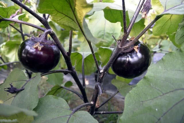 苹果新机发布追捧如潮，手机到底会不会致癌？看完文章全明白