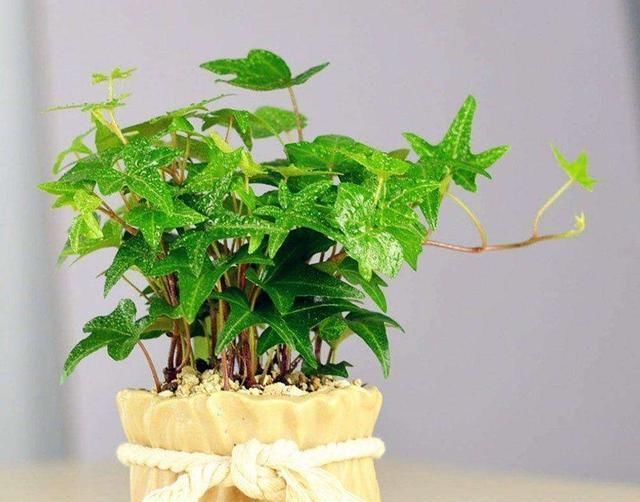 『植物』黄豆水适合浇什么花?