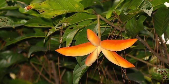  「种植物」苹婆介绍！岭南风物的盆栽！