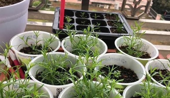 种植@此花盆栽要求低,种植一次可年年赏花,枝叶四季常青长爆盆