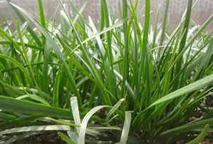  #蔬菜#阳台种点这3种菜，吃完一茬又长一茬，蹭蹭长不停，简单好养好吃