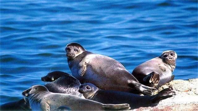  『海洋生物』贝加尔湖是淡水湖，为何会出现大量海洋生物？