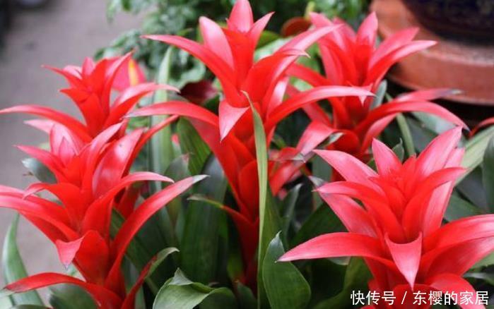 #适合#最适合新手养的4种花,一年四季花开不停,花开枝繁叶茂