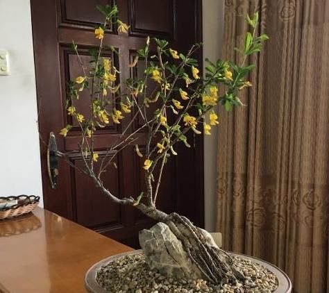 【学好】“金雀”其实不难养,学好这3招,主干粗壮花开烂漫