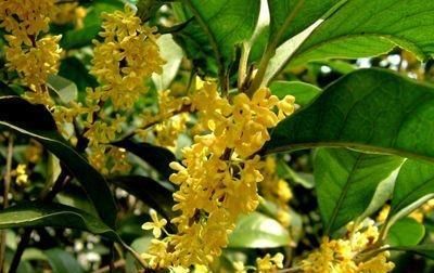  『生长发育』桂花开花时到处充满香味,四季桂常年可以开花,好养吗?