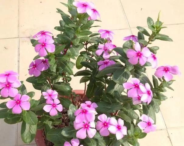  『要注意』还问养什么花好看?就这6种花卉,养一盆爆一盆,天天在家赏花