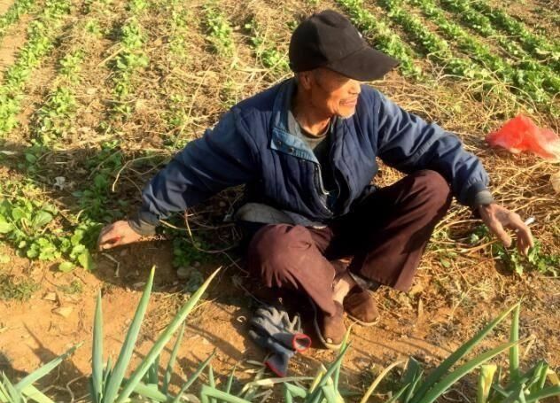  直掉|采购价2毛钱一斤，疼的农民直掉眼泪，往年高价一去不复返