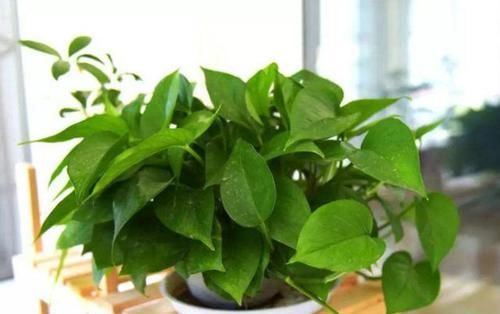  『甲醛』新房刚装修完，放这几种植物最合适不过了，去甲醛还能除异味