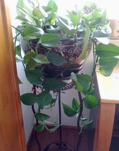 卧室养绿萝,是身体变差的关键,为了孩子的健