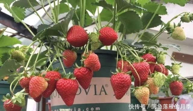 草莓■阳台上盆栽草莓,好吃好种又好看,结的果子四季吃不完!