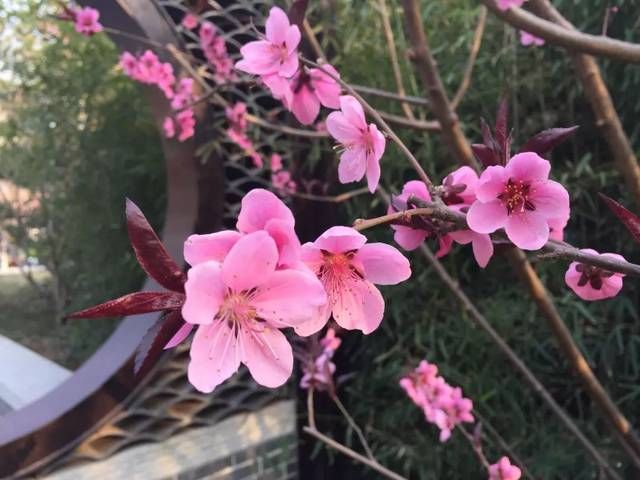  「西府海棠」人间最美四月天，百花齐放争鸣时，唯有海棠最妖娆！