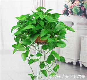 窗前■3种花适合吊起来养,挂在窗前,不占位置,好像绿窗帘!