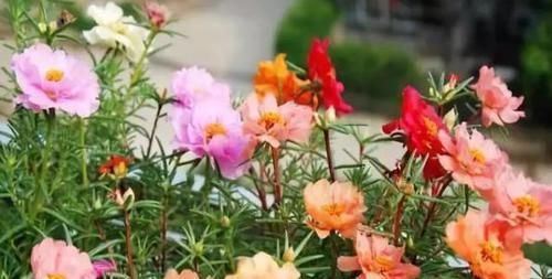  『想养』想养太阳花，剪根枝条，“见土”就生根，一次开花上百朵