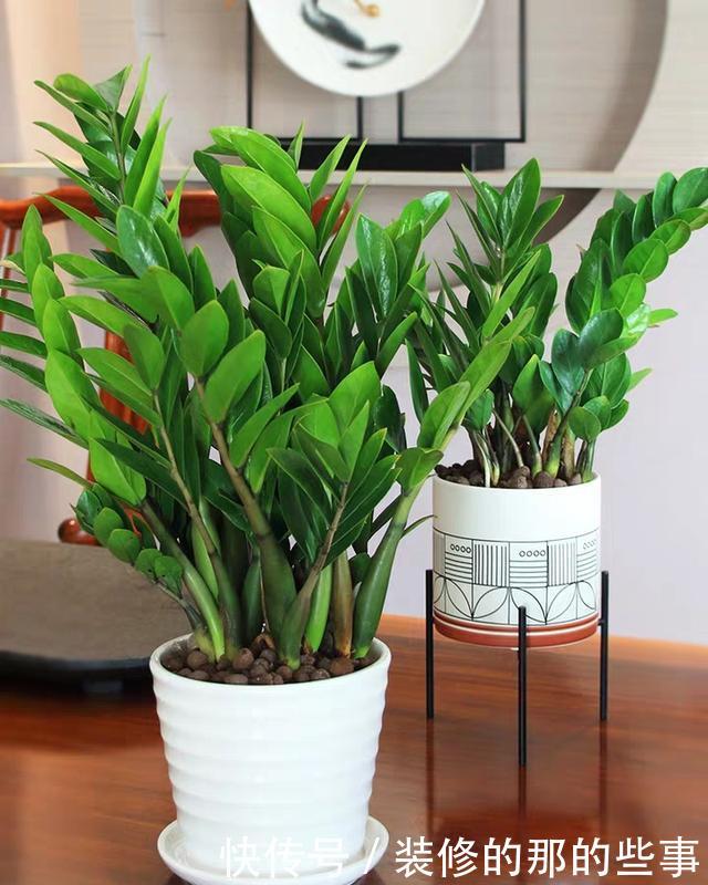 『快速』金钱树换盆发现烂根了怎么快速发根?花匠教你一招,用的都说好