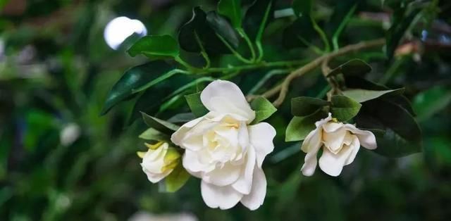  栀子花|栀子花制作盆景原来这么好看，真是万万想不到
