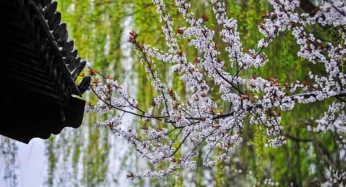  「古城」台儿庄古城安心游，再见是春暖花开，我在这等你!