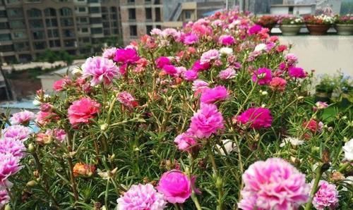  枝条|1种花,掐根枝条丢土里,7天生根长新芽,一年开花300天