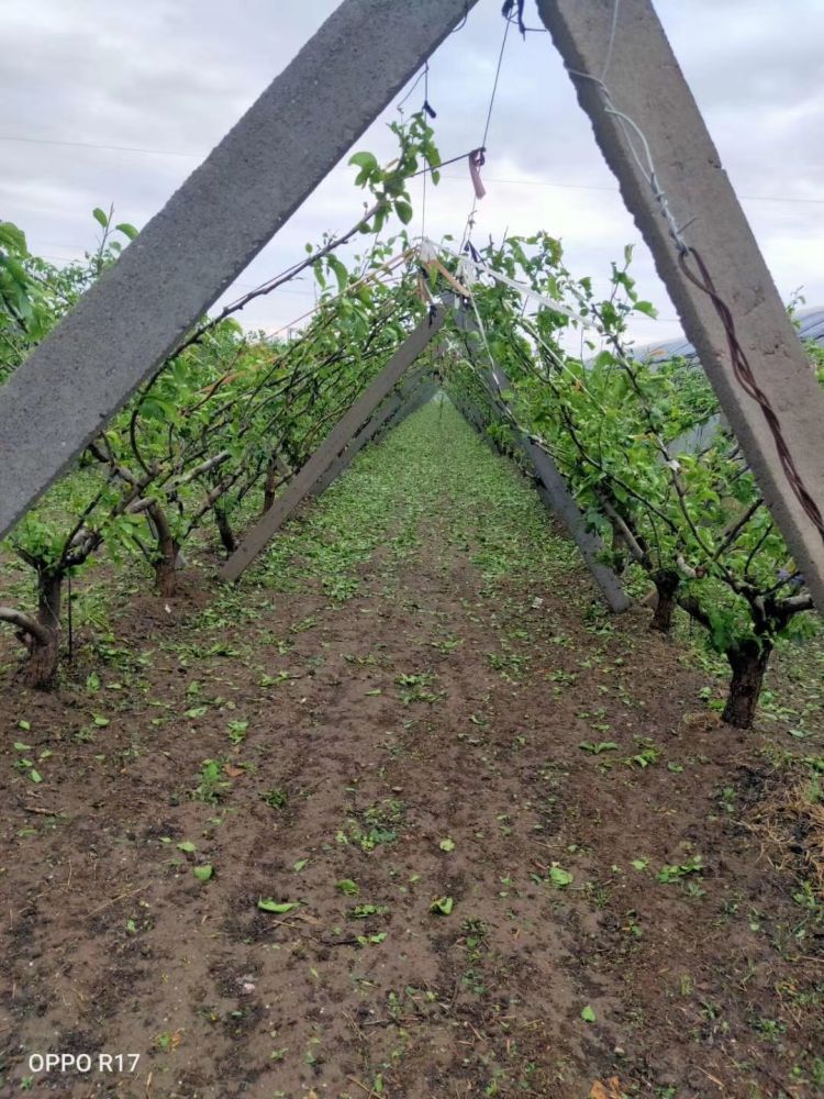  葡萄|葡萄大棚被冰雹打成筛子......一场冰雹 莱西多个乡镇农作物受损