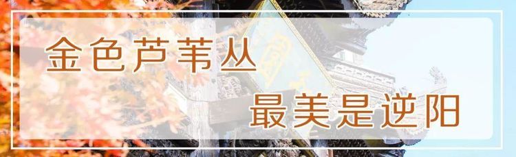 打卡南京深秋超小众拍照地,一秒变网红