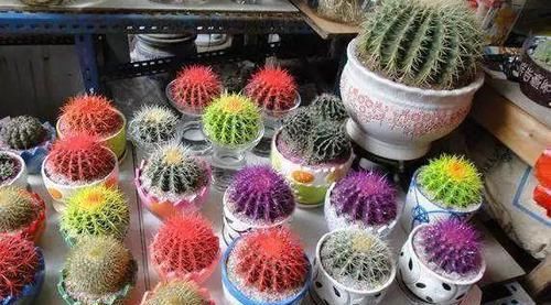  朱顶红：看见这花可别买，忍住，小心被忽悠，花钱买气受！