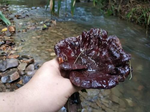 2018年09月09日_阳光虫草灵芝站_批发零售价格_市场行情_微商直销货源