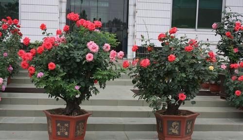『剪去』盆栽月季花的养殖修剪方法!一起来了解一下吧!