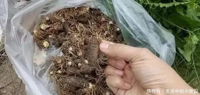 这种野草农村大妈靠它月入千元，你可别小瞧它，它是一种名贵药材