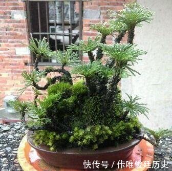  【花盆】农村1种野草像“云竹”，一分钱不花，捡回家做“盆景”高颜值