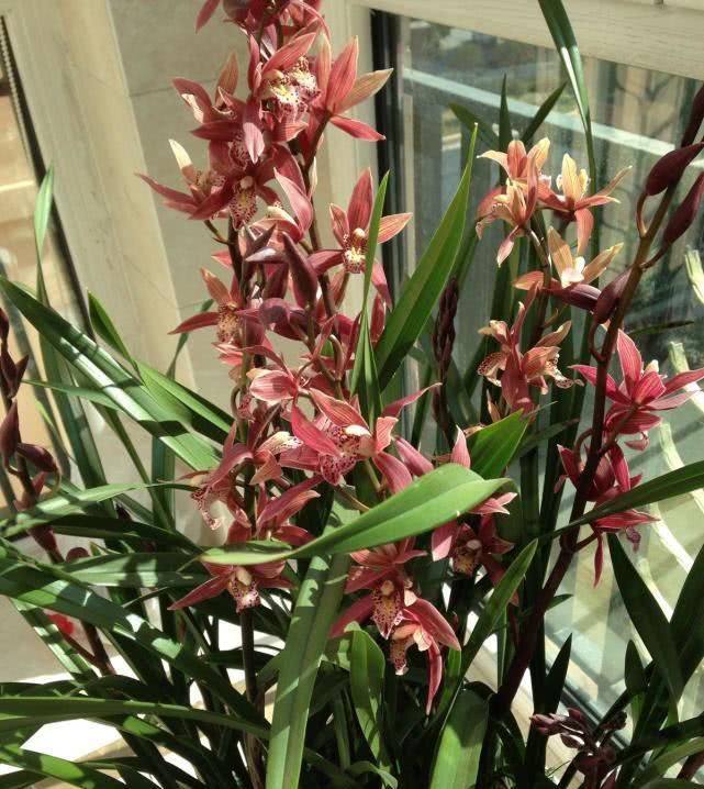  「兰花」最喜庆的兰花，花开几个月，花香可“绕梁三日”不散！