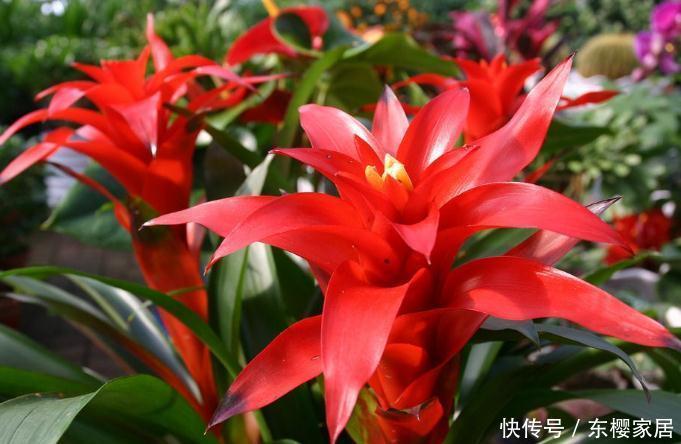 『寓意』客厅养花,首选“3种花”,个个寓意好,养一盆家兴财旺!