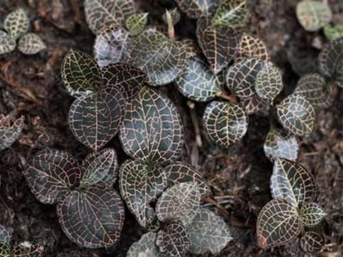  「植物」叶片有“网纹”的1种草，人称“金丝线”，1斤“900元”，珍贵！
