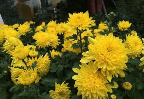  「黄香梨」喜欢菊花，就养盆“菊中珍品”黄香梨，花开金光灿灿，繁花似锦