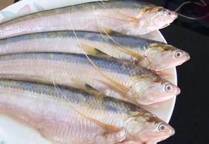  #中国#中国最名贵的鱼--长江刀鱼